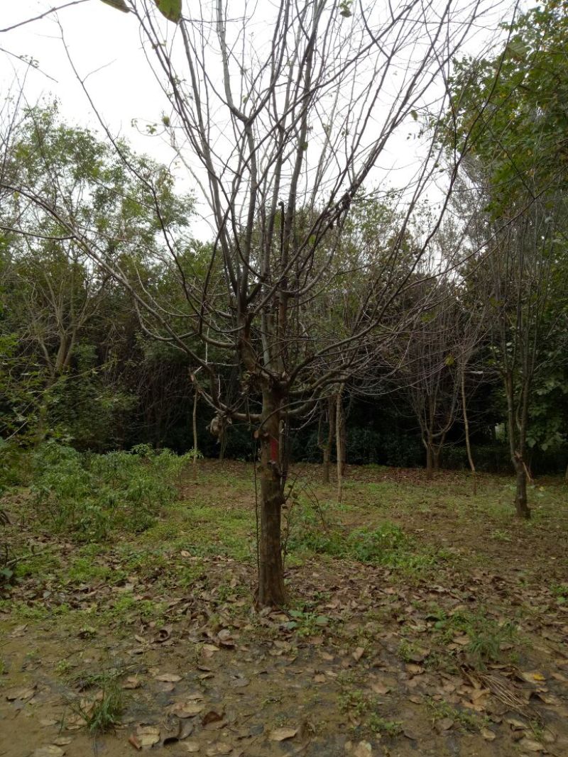 木瓜海棠8~10cm6~8cm4~6cm