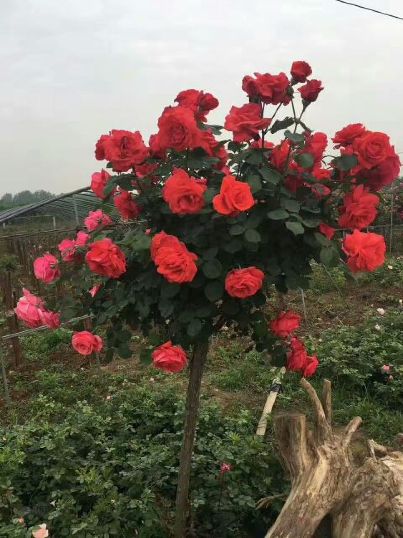 精品树状月季2一6公分大量现货