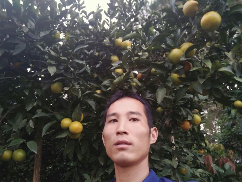红江橙苗50~80cm