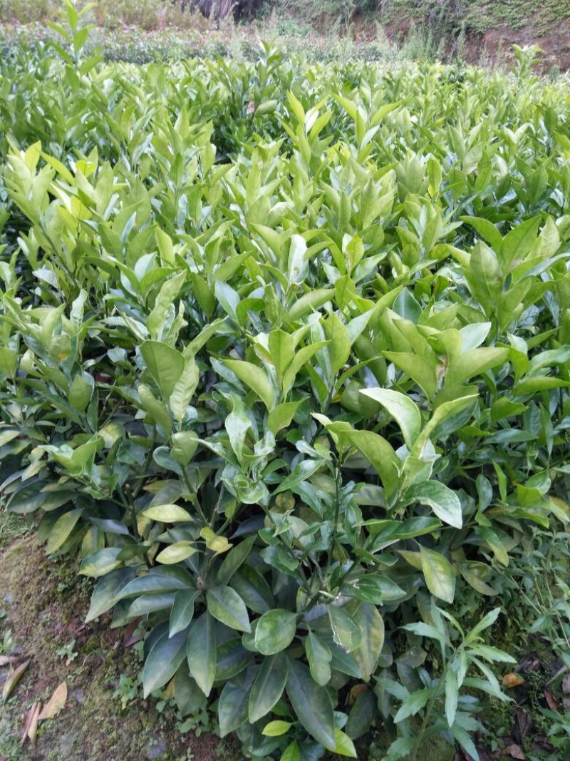 红江橙苗50~80cm