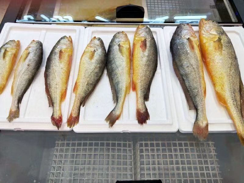 大黄鱼食用