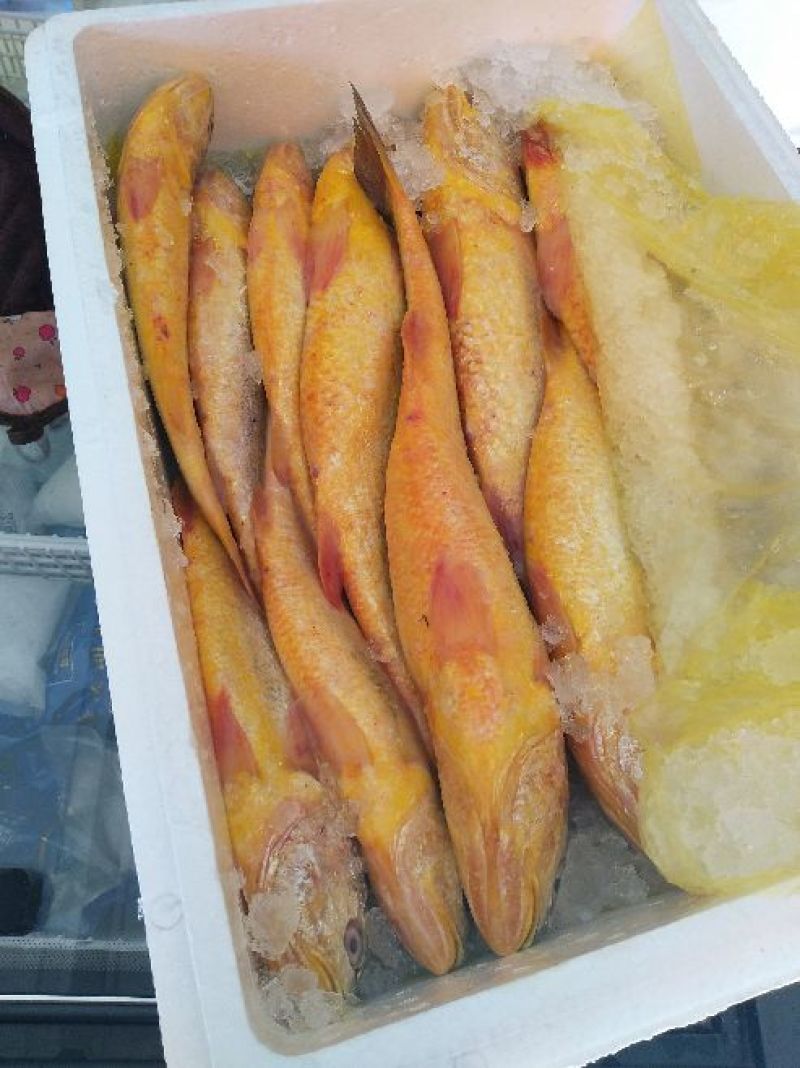 大黄鱼食用