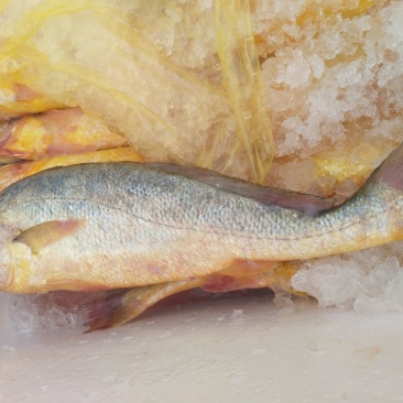 大黄鱼食用