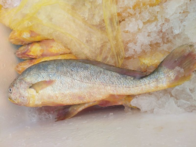 大黄鱼食用
