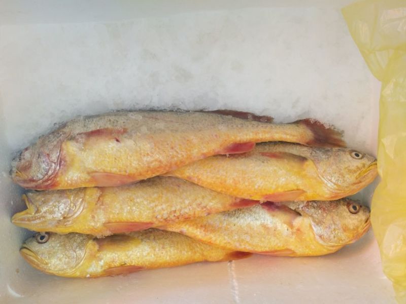 大黄鱼食用