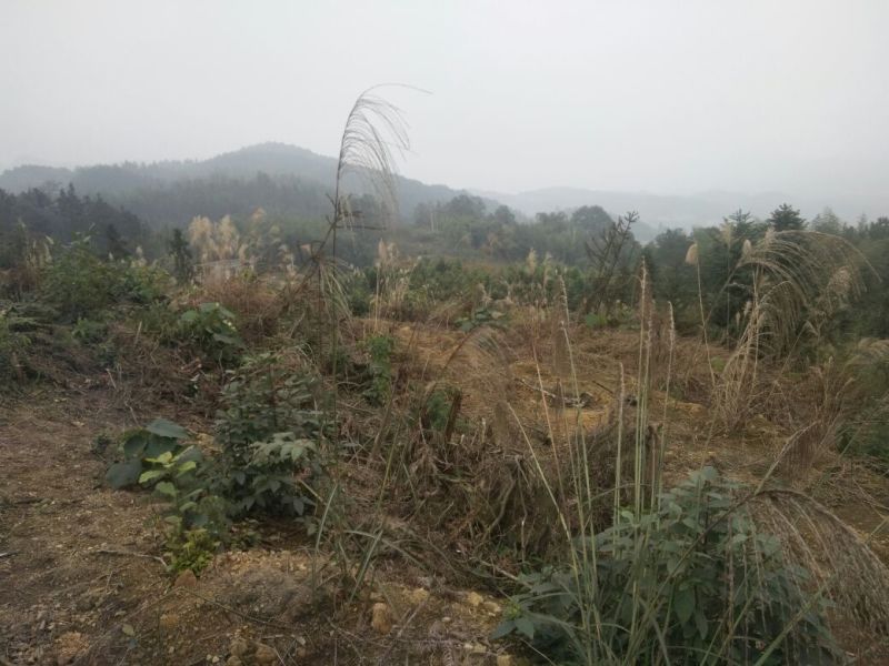 荒地出租10~30年10~100亩