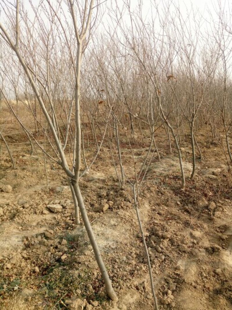 红叶碧桃4~6cm2.5~3米