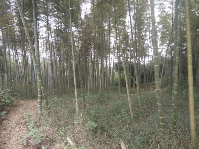 楠竹6cm以上6米以上