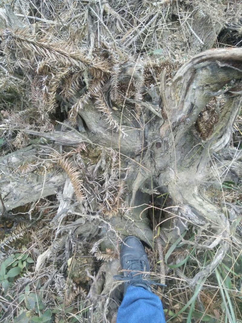 原木工艺雕刻