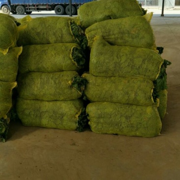 北京三号毛菜，半毛6斤以上