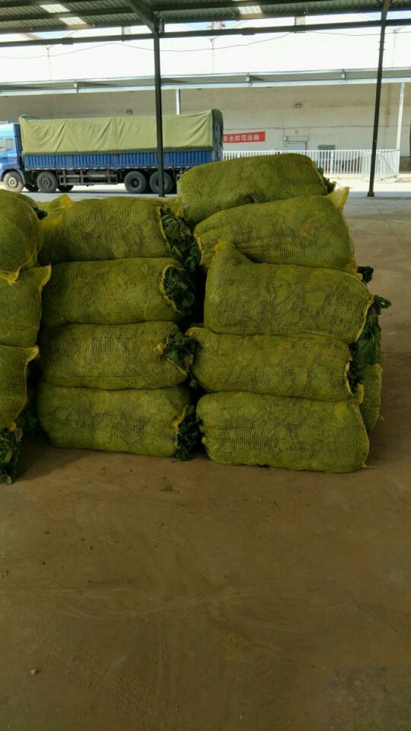 北京三号毛菜，半毛6斤以上
