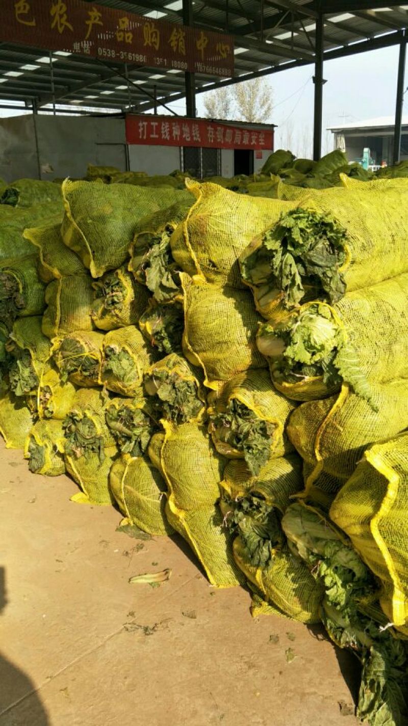 北京三号毛菜，半毛6斤以上