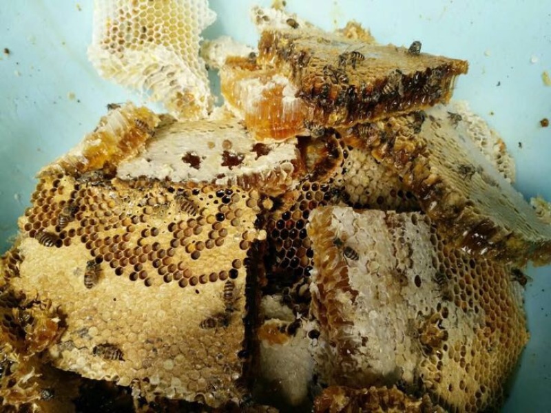 四川雅安石棉县野百花蜜2斤纯正高山蜂蜜