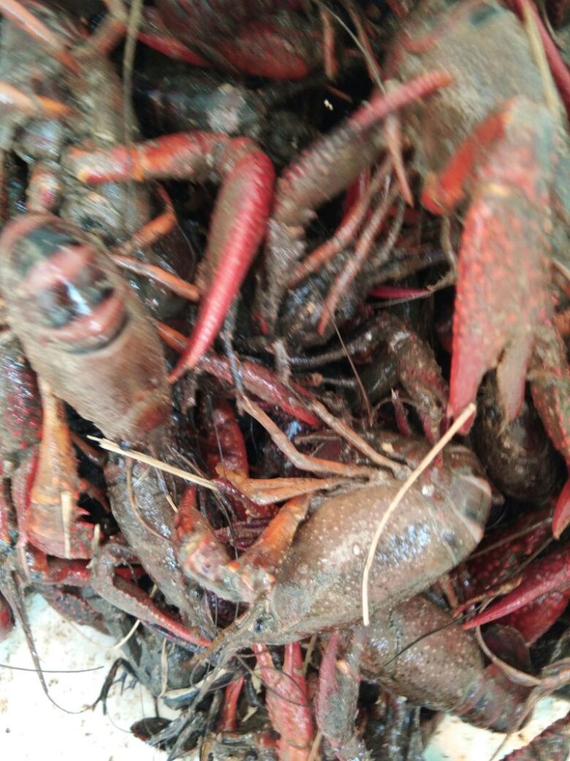 小龙虾藕塘套养4-6钱（20-30克）种苗活虾