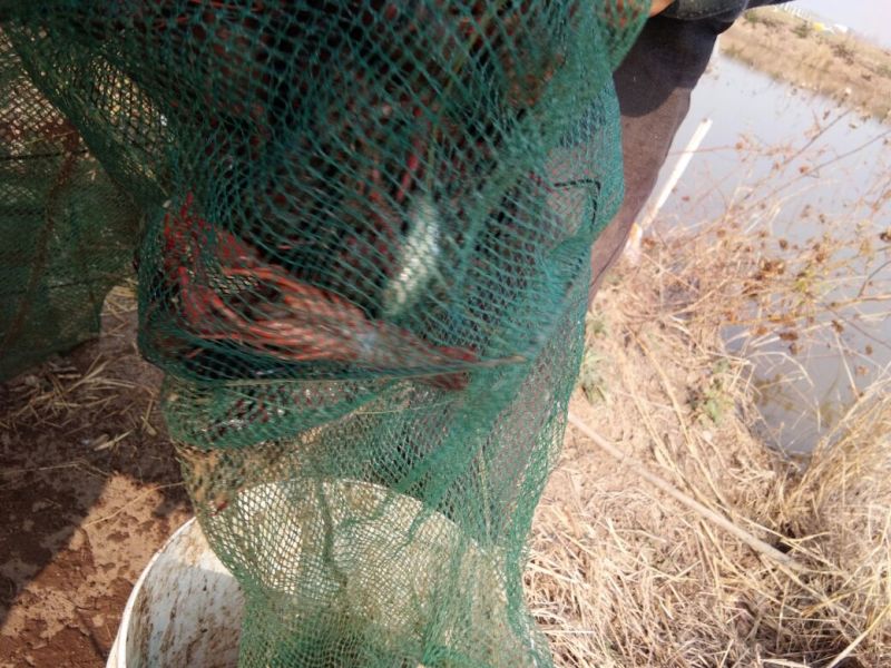 小龙虾藕塘套养4-6钱（20-30克）种苗活虾
