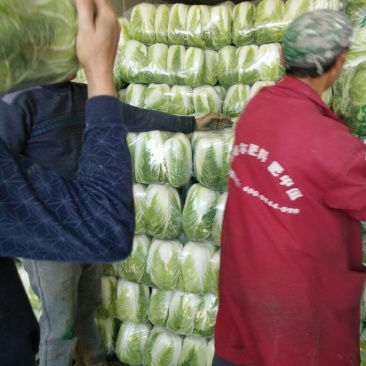 【热卖】黄心白菜4~6斤大量供应基地直销价格实惠
