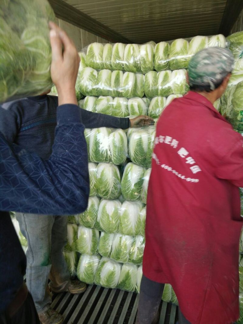 【热卖】黄心白菜4~6斤大量供应基地直销价格实惠