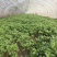 小叶茼蒿15~20cm