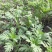 小叶茼蒿15~20cm