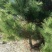 黑松4~6cm4cm以下2.5~3米