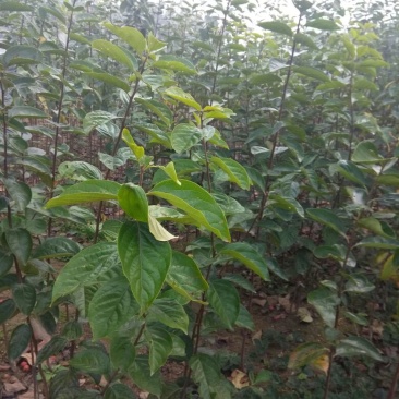新东阳甜柿子树苗80~100cm