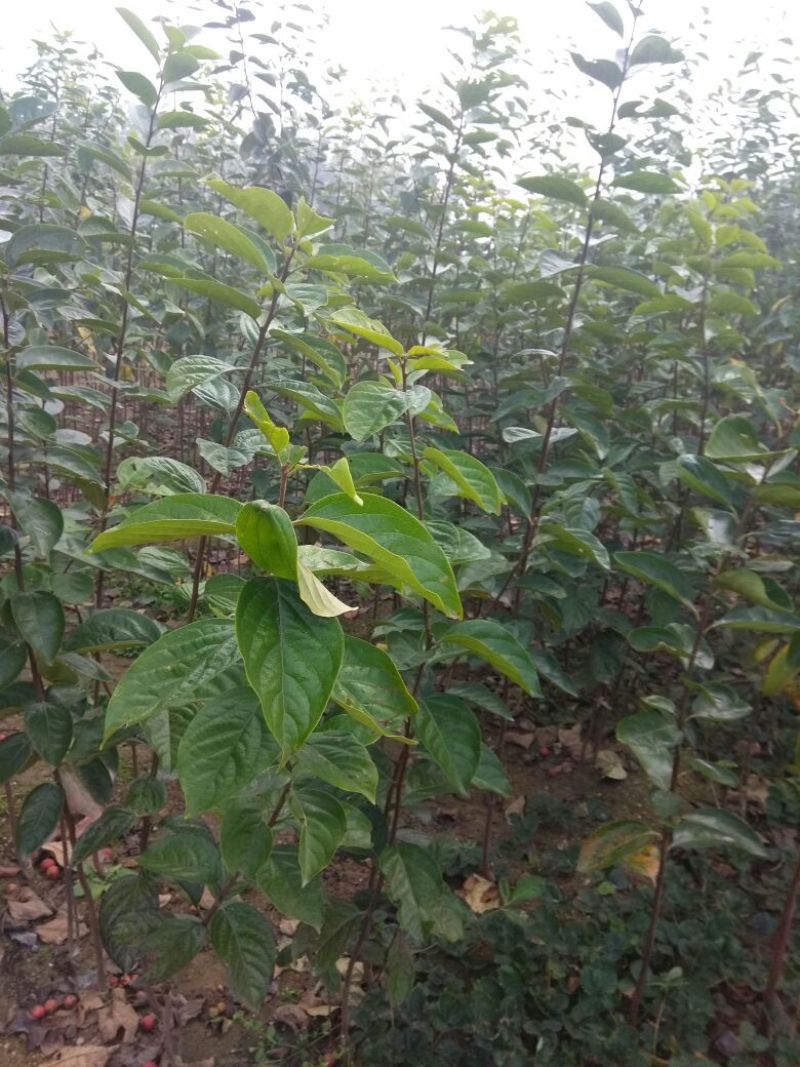 新东阳甜柿子树苗80~100cm
