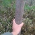栾树6~8cm6~8cm3.5~4米