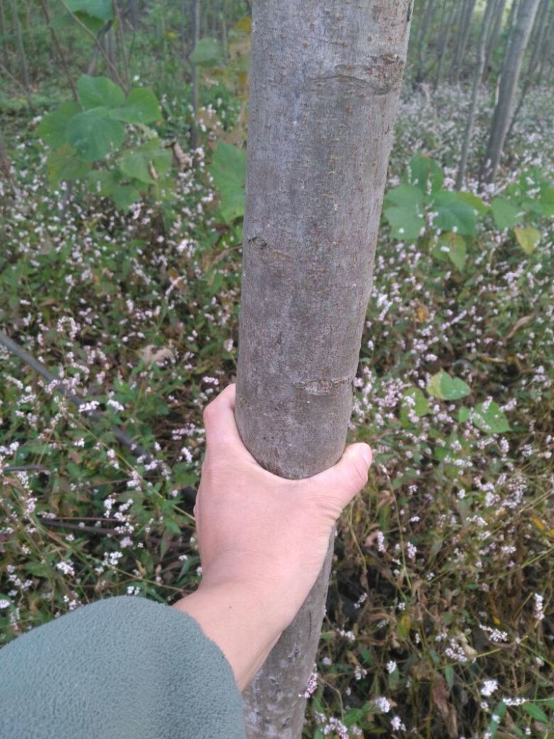 栾树6~8cm6~8cm3.5~4米