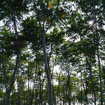 栾树6~8cm6~8cm3.5~4米