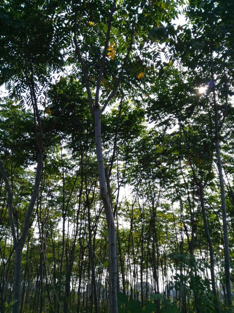 栾树6~8cm6~8cm3.5~4米