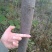 栾树6~8cm6~8cm3.5~4米