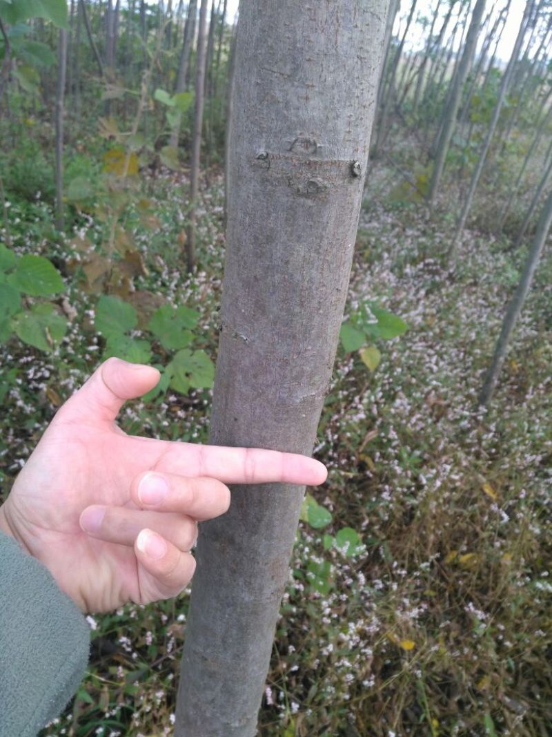 栾树6~8cm6~8cm3.5~4米