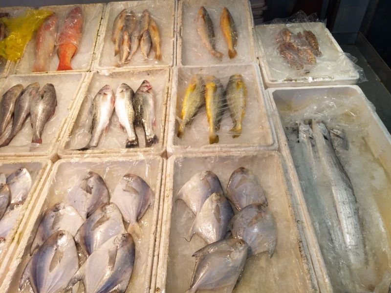 马鲛鱼