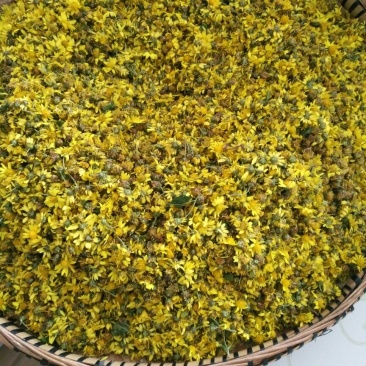 野菊花散装