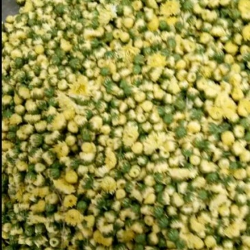 菊花茶一级