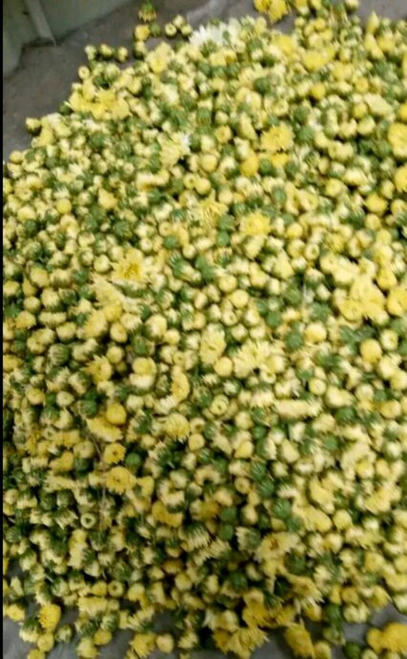 菊花茶一级