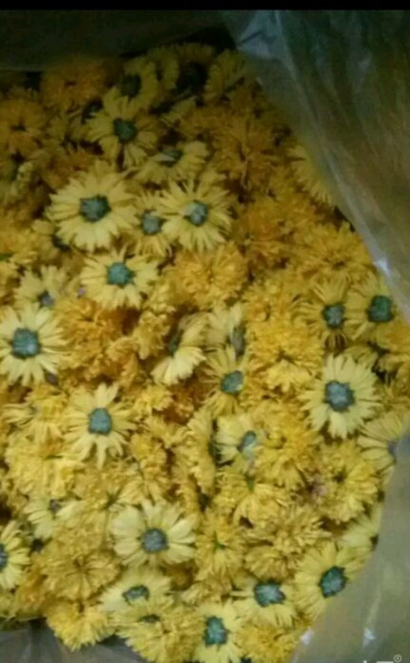 菊花茶一级