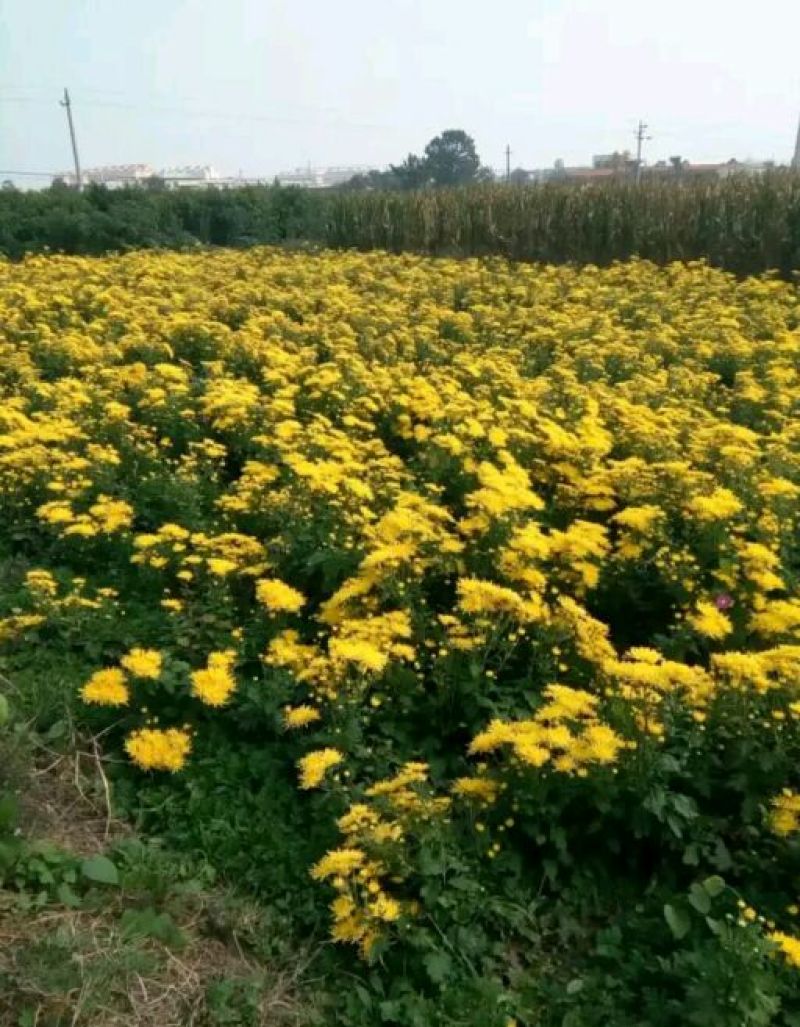 菊花茶一级