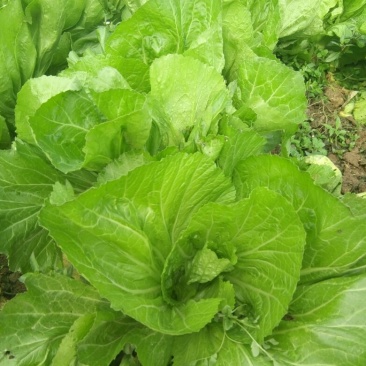 包心芥菜毛菜万亩基地供货