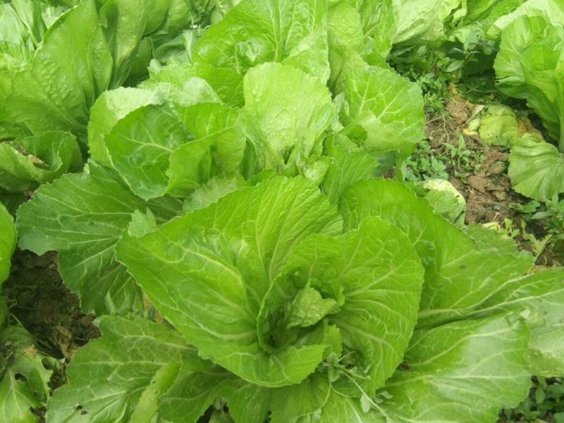 包心芥菜毛菜万亩基地供货