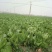 包心芥菜毛菜万亩基地供货
