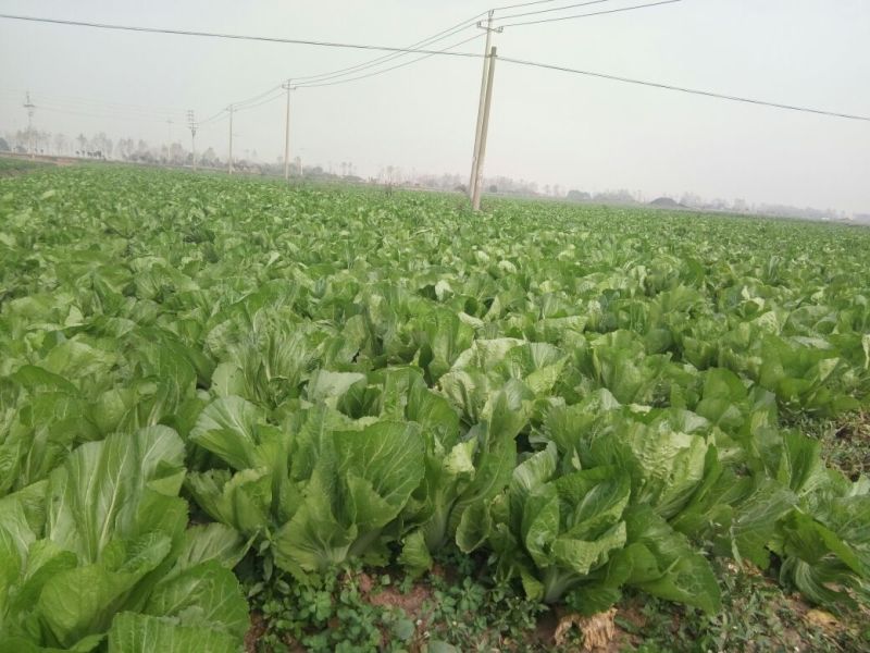 包心芥菜毛菜万亩基地供货