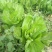 包心芥菜毛菜万亩基地供货