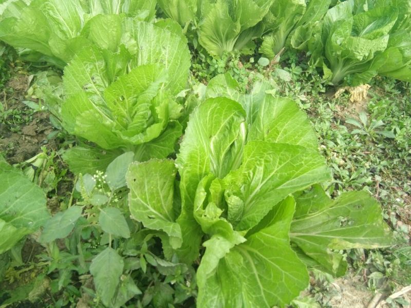 包心芥菜毛菜万亩基地供货
