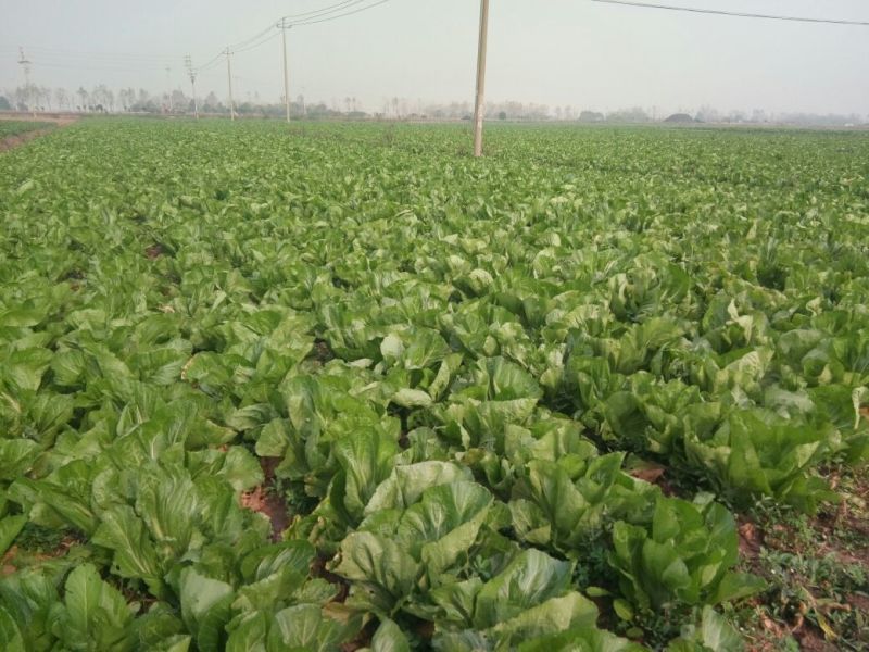 包心芥菜毛菜万亩基地供货