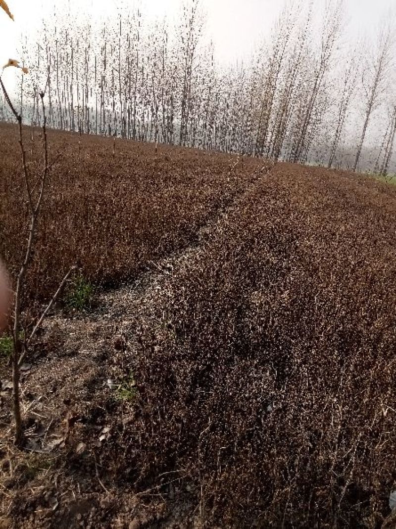 桑树苗50~60cm