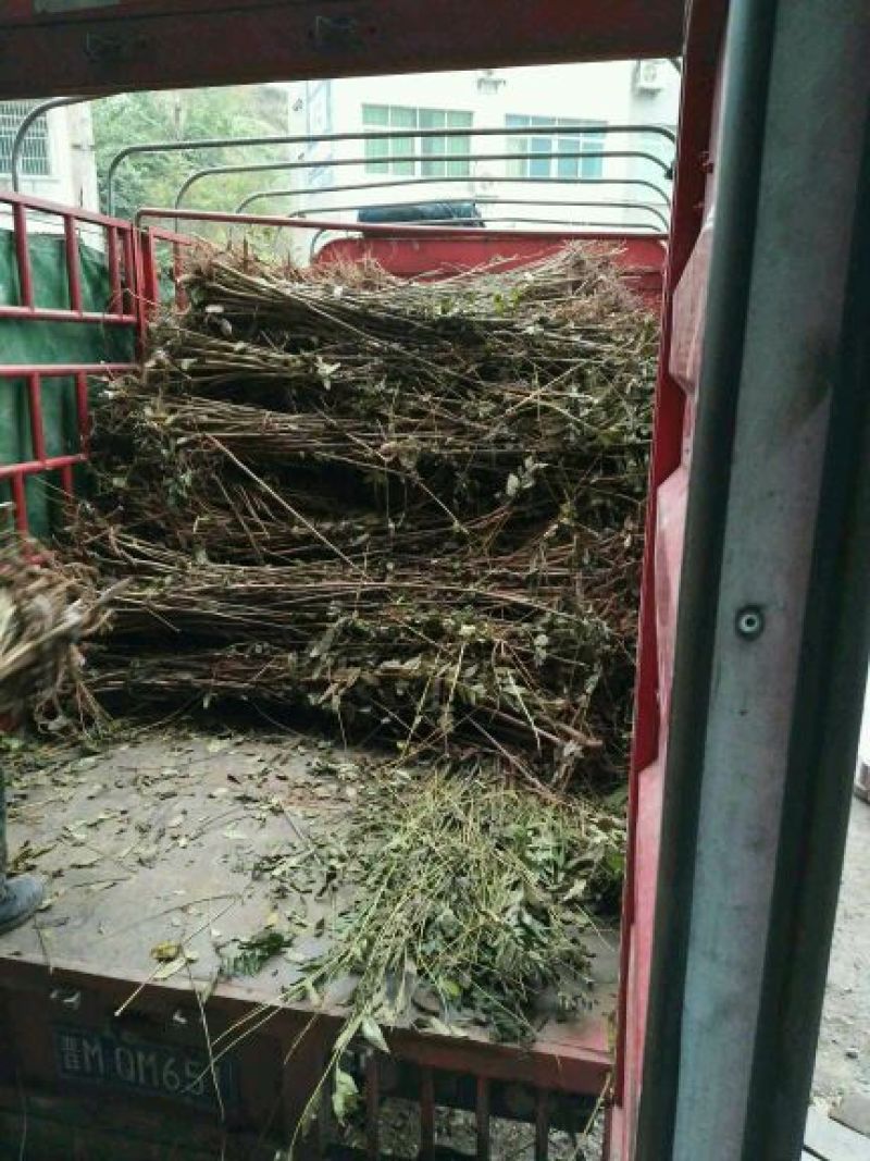 红油香椿苗60~70cm大棚苗南北种植技术指导物美价廉