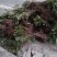 红油香椿苗60~70cm大棚苗南北种植技术指导物美价廉