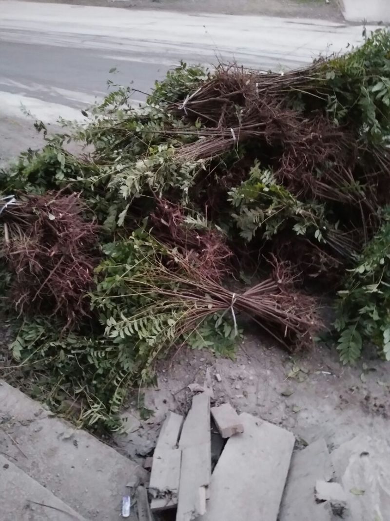 红油香椿苗60~70cm大棚苗南北种植技术指导物美价廉