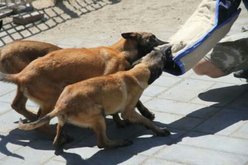 马犬母